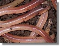 Tauwürmer  groß 10 Stück in Styroporbox